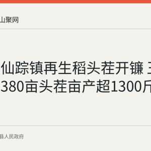 含山县仙踪镇再生稻头茬开镰 王恩宇农场380亩头茬亩产超1300斤