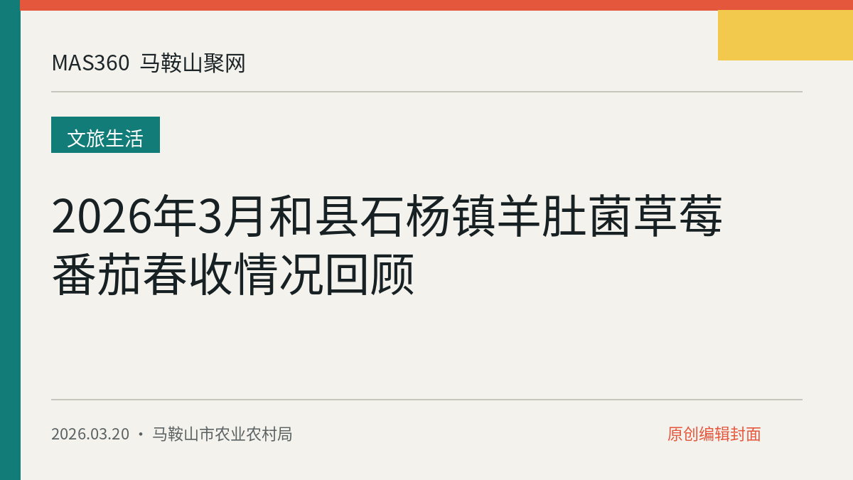 2026年3月和县石杨镇羊肚菌草莓番茄春收情况回顾