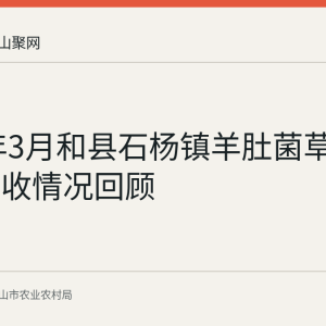 2026年3月和县石杨镇羊肚菌草莓番茄春收情况回顾