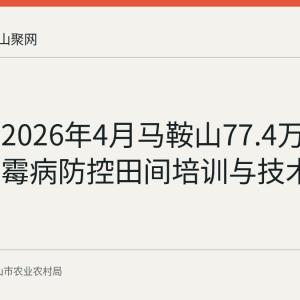 回顾：2026年4月马鞍山77.4万亩小麦赤霉病防控田间培训与技术要点