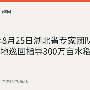 2026年8月25日湖北省专家团队赴襄阳三地巡回指导300万亩水稻田间管理