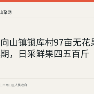 雨山区向山镇锁库村97亩无花果进入盛果期，日采鲜果四五百斤
