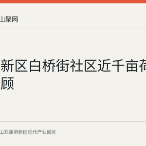 郑蒲港新区白桥街社区近千亩荷塘产业回顾