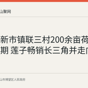 博望区新市镇联三村200余亩荷塘迎采摘期 莲子畅销长三角并走向海外