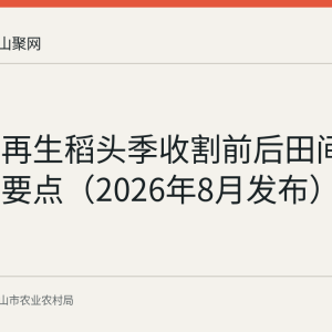 马鞍山再生稻头季收割前后田间管理技术要点（2026年8月发布）