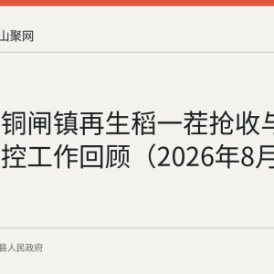 含山县铜闸镇再生稻一茬抢收与稻飞虱防控工作回顾（2026年8月）