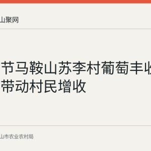 金秋时节马鞍山苏李村葡萄丰收 特色产业带动村民增收